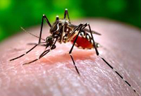 dengue fever